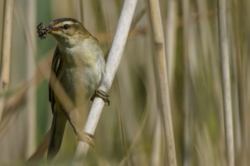 Phragmite des joncs avec des insectes dans le bec